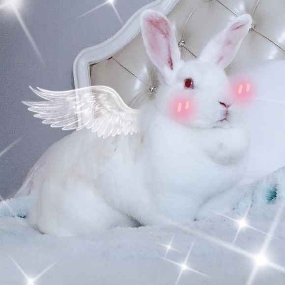 kittenmilk